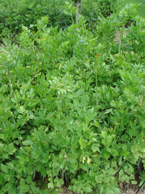 Apium graveolens 'Celeri vivace'